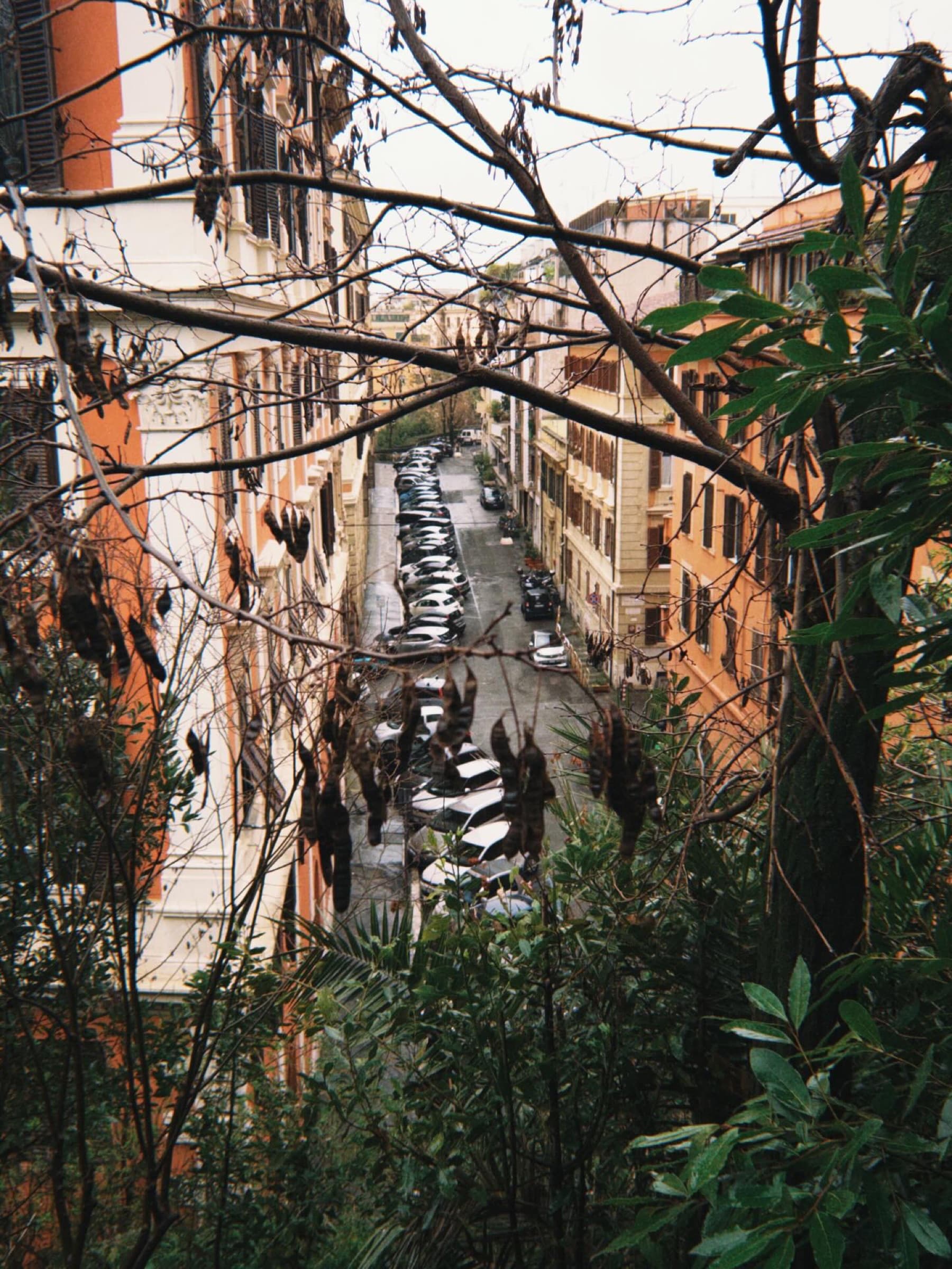 A leafy view down a narrow city street