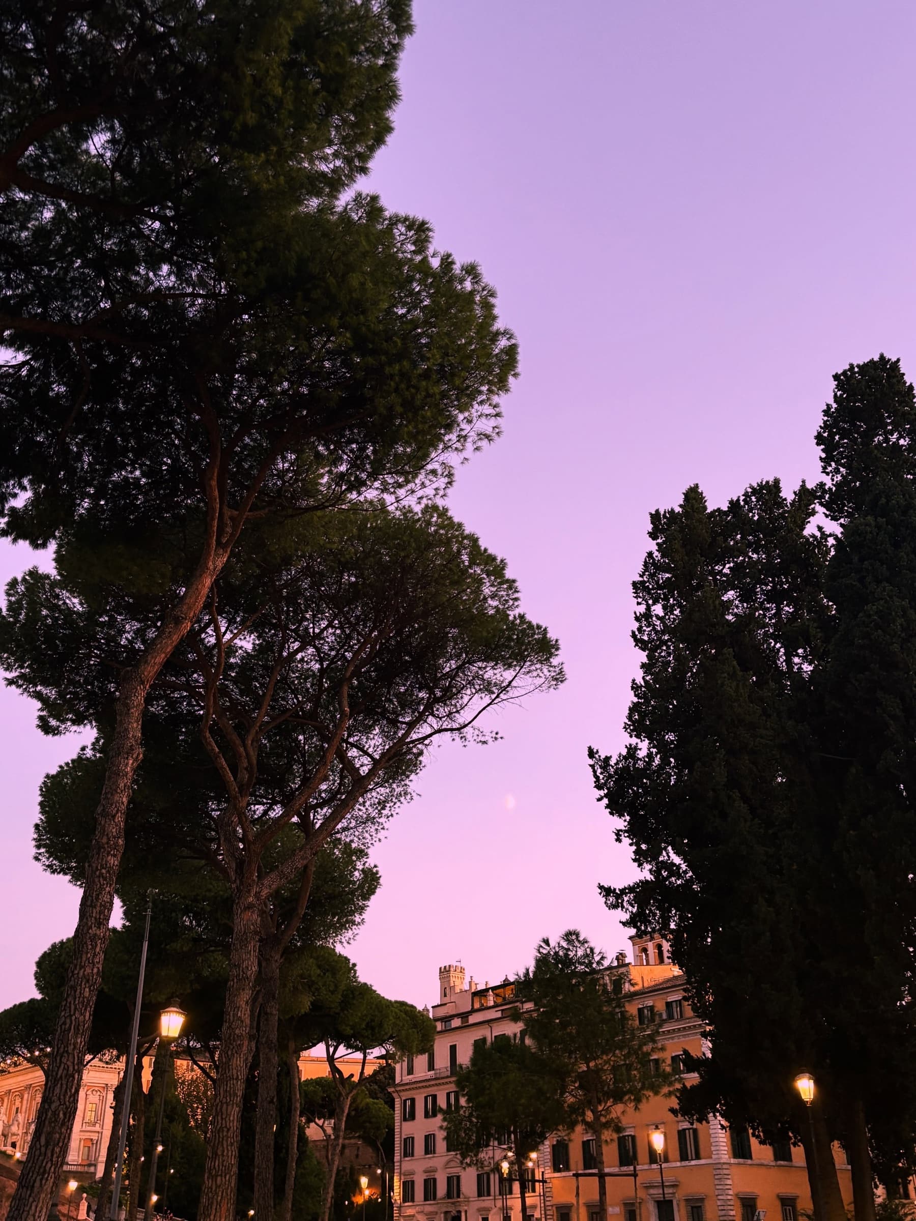 Tall pines against a pink sunset sky